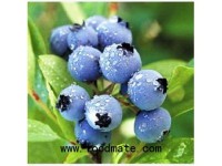 Canadian blueberries enter Chinese market