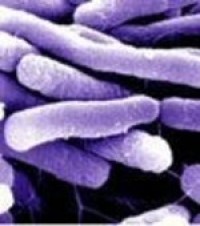 Neogen pathogen DNA confirmation method receives letter of no objection