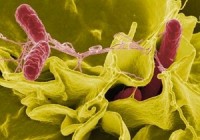 Salmonella outbreak sickens 26 in Iowa
