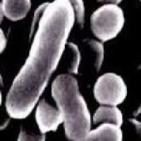 FSIS announces changes for Listeria product sampling
