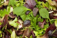 U.S. intestinal bug traced to salad greens from Mexican company